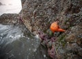 Starfish Clings to a Rock in a Northern California Tidepool Royalty Free Stock Photo
