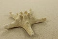 Starfish close up on golden sand Royalty Free Stock Photo