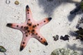 Starfish Royalty Free Stock Photo