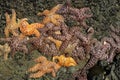 Starfish cluster Royalty Free Stock Photo