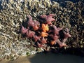 Starfish cluster Royalty Free Stock Photo