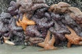 Starfish Cluster Royalty Free Stock Photo