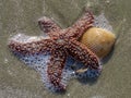 Starfish and cockle shell on beach