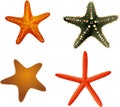 Starfish collection colourful on a white background