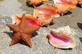 Starfish and Conch Shells