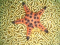 Starfish on coral Royalty Free Stock Photo