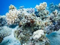 Starfish on coral. Colourful marine life in Red Sea, Egypt, Dahab.