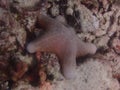 Starfish coral reef ocean maldives scubadiving