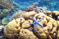 Starfish on coral reef. Yellow coral and blue starfish. Star fish on seashore underwater photo. Royalty Free Stock Photo