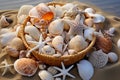 Starfish and seashell on the summer beach in sea water. Colorfull background Royalty Free Stock Photo