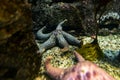 Starfish and corals from the Shark Reef Aquarium at Mandalay Bay Resort and Casino on the Las Vegas Strip. Royalty Free Stock Photo