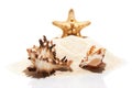 Starfish and couple of sea shells on pile of beach sand Royalty Free Stock Photo