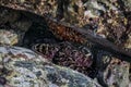 Starfish and crab in a tide pool in Fitzgerald Marine Reserve in Northern California, Bay Area south of San Francisco