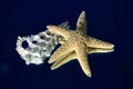 Starfish and cross section of a seashell Royalty Free Stock Photo