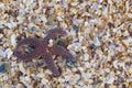 Starfish on Crushed Shells