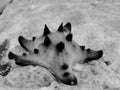 starfish with dark tips on the sand
