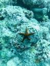 Starfish in the depths of the Indian ocean, Maldives