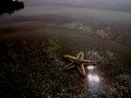 starfish  Digha  sea beach Royalty Free Stock Photo