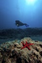 Starfish & Diver in deep water