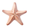 Starfish, Echinaster sepositus, isolated on white background, generative ai Royalty Free Stock Photo