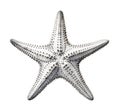 Starfish, Echinaster sepositus, isolated on white background, generative ai Royalty Free Stock Photo