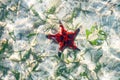 Red and Black Starfish Erakor Lagoon Vanuatu