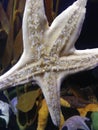 Starfish Feet