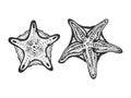 Starfish fish sketch engraving vector