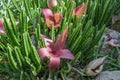 Starfish Flower Cactus Royalty Free Stock Photo