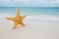 Starfish on golden sand beach with waves in soft light Royalty Free Stock Photo