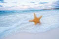 Starfish on golden sand beach with waves in  soft sunset light Royalty Free Stock Photo