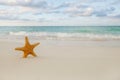 Starfish on golden sand beach with waves in soft sunset light Royalty Free Stock Photo