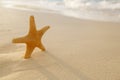 Starfish on golden sand beach with waves in soft sunset light Royalty Free Stock Photo