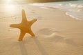 Starfish on golden sand beach with waves in soft sunset light Royalty Free Stock Photo