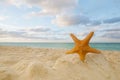 Starfish on golden sand beach with waves in soft sunset light Royalty Free Stock Photo