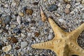 Starfish on gravel with colorful stones and shells Royalty Free Stock Photo