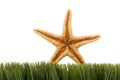 Starfish on green grass Royalty Free Stock Photo