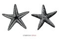 Starfish hand draw vintage engraving style black and white clipart isolated on white background