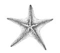 Starfish hand drawn engraving style sketch Underwater animals