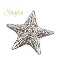 Starfish, hand-drawn vector illustration.