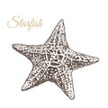 Starfish, hand-drawn vector illustration. Royalty Free Stock Photo