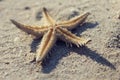 Starfish instagram insta effect view sea water sand travel holiday family experience