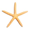 Starfish isolated