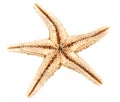 Starfish Isolated Royalty Free Stock Photo