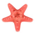 Starfish isolated Royalty Free Stock Photo