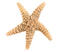 Starfish Isolated