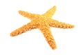 Starfish Isolated Royalty Free Stock Photo