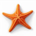 starfish isolated, starfish, white background, Royalty Free Stock Photo