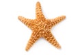 Starfish isolated on white background Royalty Free Stock Photo