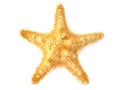 Starfish isolated on white background Royalty Free Stock Photo